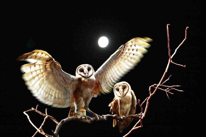 chim lon keu diem bao gi 16583951