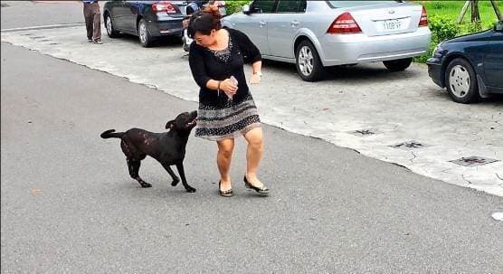 mơ thấy chó đuổi cắn