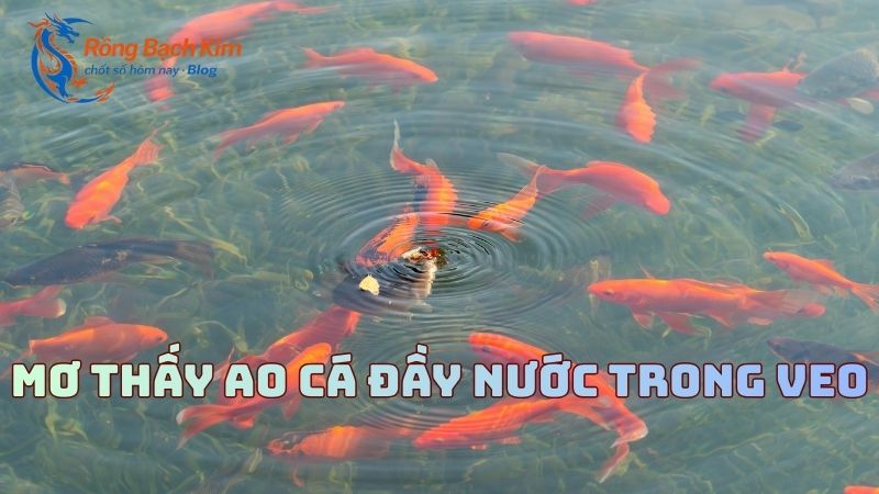 mơ thấy ao cá
