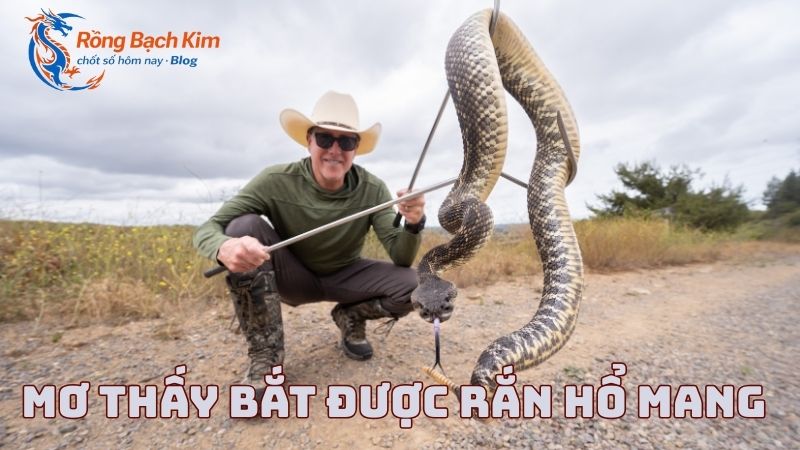 mơ thấy bắt rắn