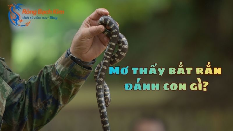 mơ thấy bắt rắn