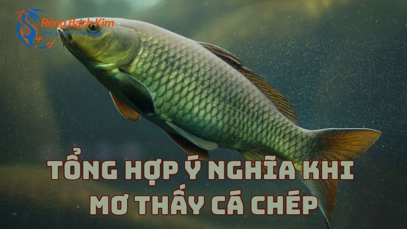 mơ thấy cá chép