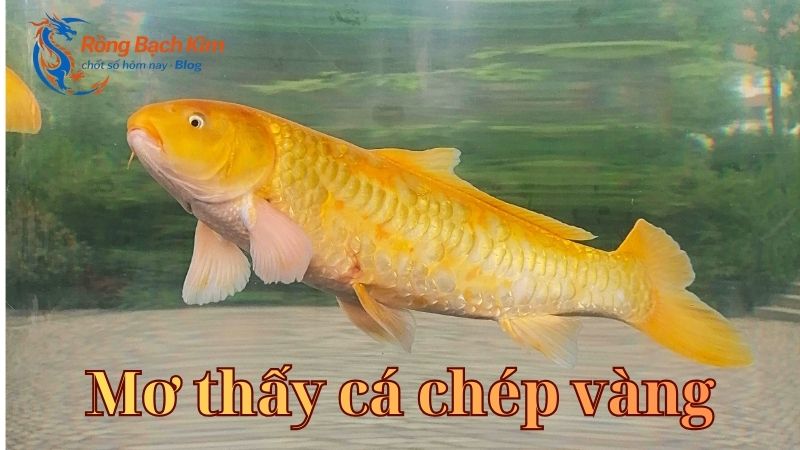 mơ thấy cá chép