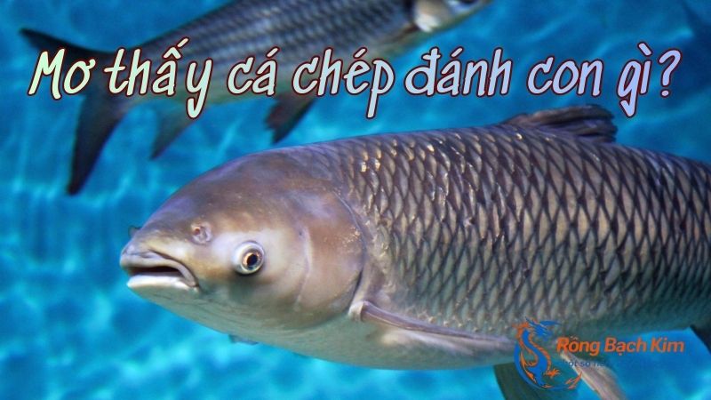 mơ thấy cá chép