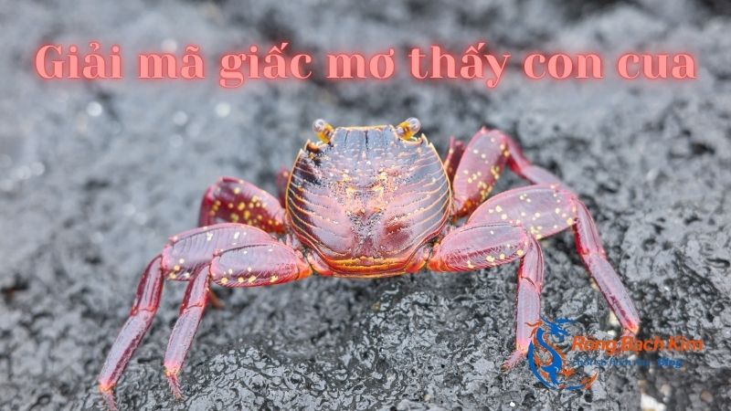 Mơ thấy con cua ý nghĩa là gì? Con số may mắn? 1 mơ thấy con cua