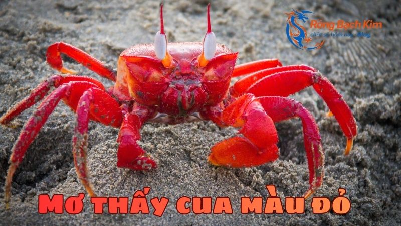 Mơ thấy con cua ý nghĩa là gì? Con số may mắn? 2 mơ thấy con cua