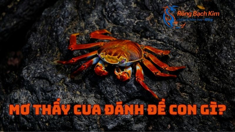 Mơ thấy con cua ý nghĩa là gì? Con số may mắn? 3 mơ thấy con cua