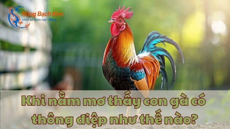 Mơ thấy con gà thông điệp gì? Con số tài lộc bao nhiêu? 1 mơ thấy con gà
