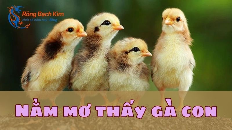 Mơ thấy con gà thông điệp gì? Con số tài lộc bao nhiêu? 2 mơ thấy con gà