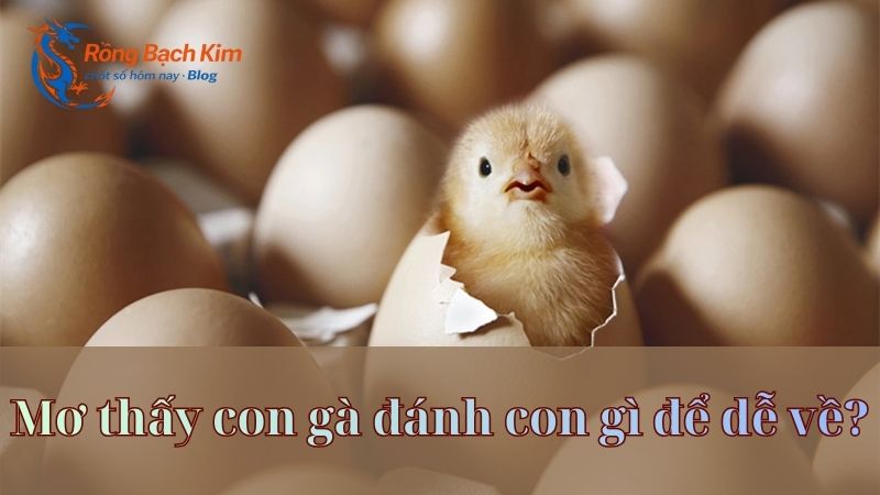 Mơ thấy con gà thông điệp gì? Con số tài lộc bao nhiêu? 3 mơ thấy con gà