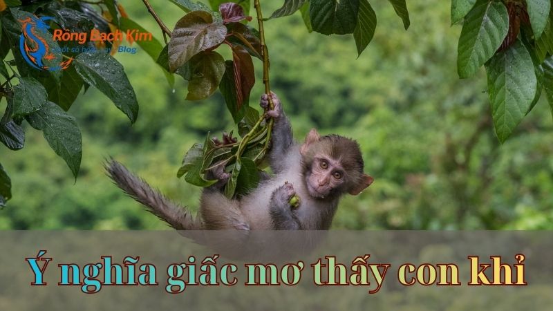 Ý nghĩa và con số may mắn khi mơ thấy con khỉ hấp dẫn nhất 1 Mơ thấy con khỉ