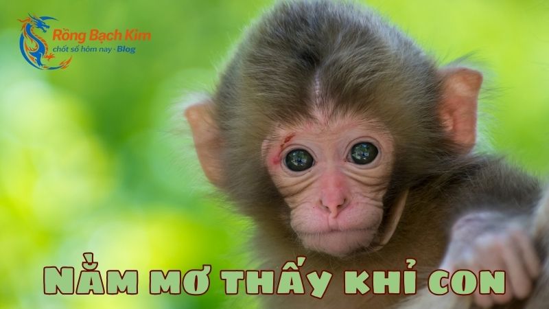 Ý nghĩa và con số may mắn khi mơ thấy con khỉ hấp dẫn nhất 2 Mơ thấy con khỉ