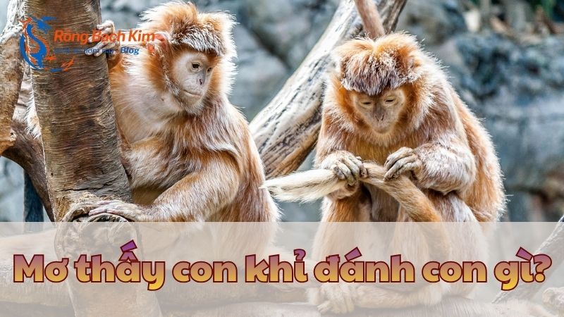 Ý nghĩa và con số may mắn khi mơ thấy con khỉ hấp dẫn nhất 3 Mơ thấy con khỉ
