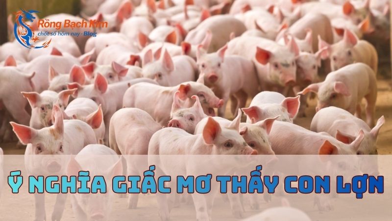 Mơ thấy con lợn báo hiệu điều gì? Con số may mắn không nên bỏ lỡ 1 mơ thấy con lợn
