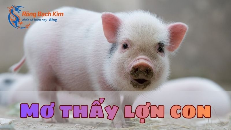 Mơ thấy con lợn báo hiệu điều gì? Con số may mắn không nên bỏ lỡ 2 mơ thấy con lợn