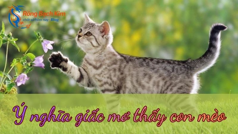 Luận giải giấc mơ thấy con mèo và con số may mắn 1 Mơ thấy con mèo