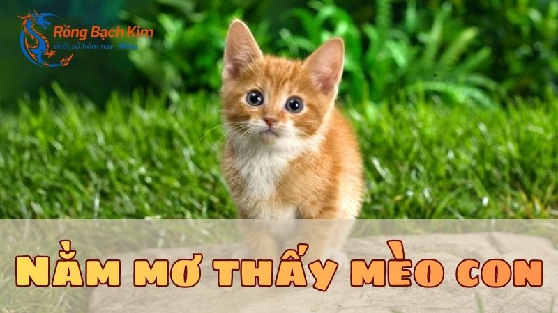 Luận giải giấc mơ thấy con mèo và con số may mắn 2 Mơ thấy con mèo