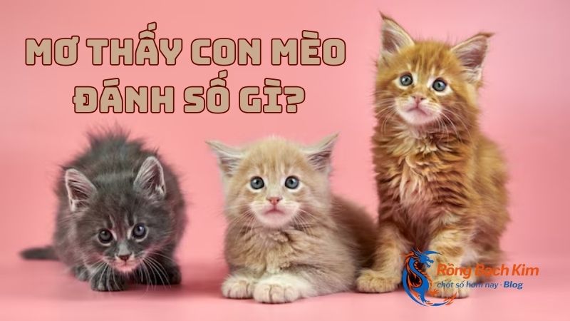 Luận giải giấc mơ thấy con mèo và con số may mắn 3 Mơ thấy con mèo