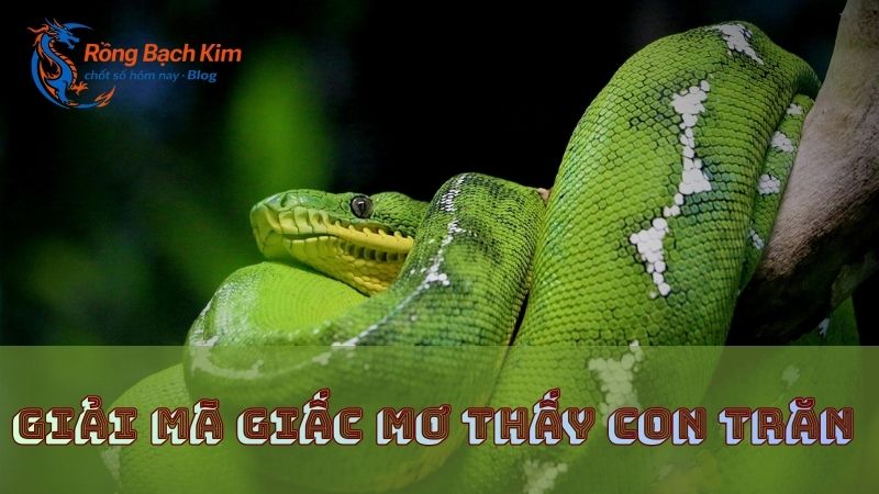 mơ thấy con trăn