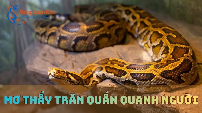 mơ thấy con trăn