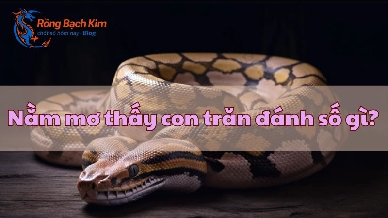 mơ thấy con trăn