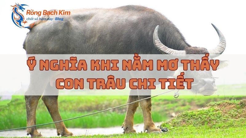 Mơ thấy con trâu