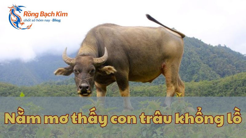 mơ thấy con trâu