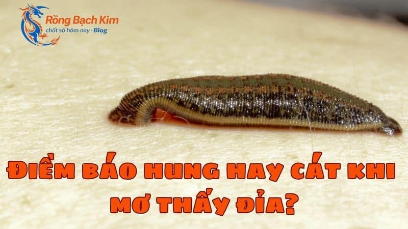 mơ thấy đỉa