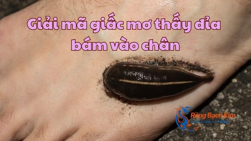mơ thấy đỉa