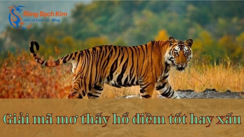 nam mo thay con ho 1