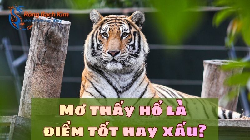 Mơ thấy con hổ
