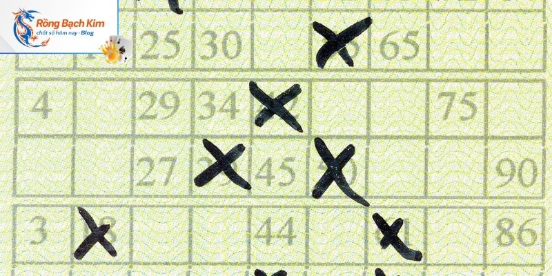 Thông tin khái quát về Rồng Bạch Kim 555 