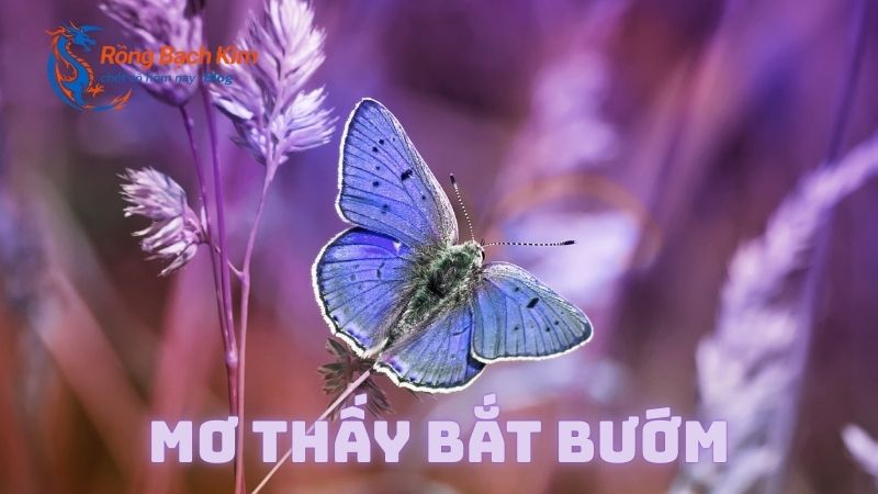 mơ thấy bướm