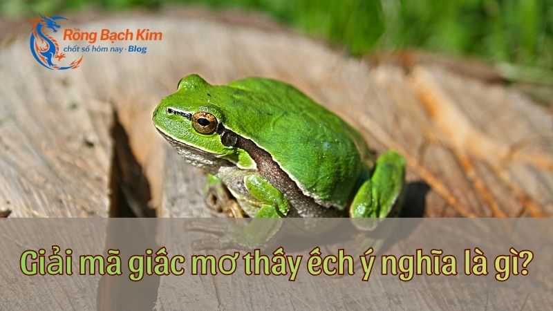 Giải mã mơ thấy ếch ý nghĩa gì? Đánh số bao nhiêu? 1 mơ thấy ếch
