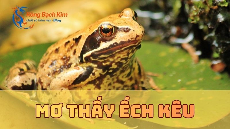 Giải mã mơ thấy ếch ý nghĩa gì? Đánh số bao nhiêu? 2 mơ thấy ếch