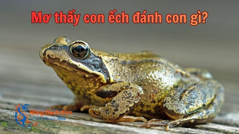 Giải mã mơ thấy ếch ý nghĩa gì? Đánh số bao nhiêu? 3 mơ thấy ếch