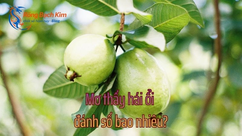 mơ thấy hái ổi
