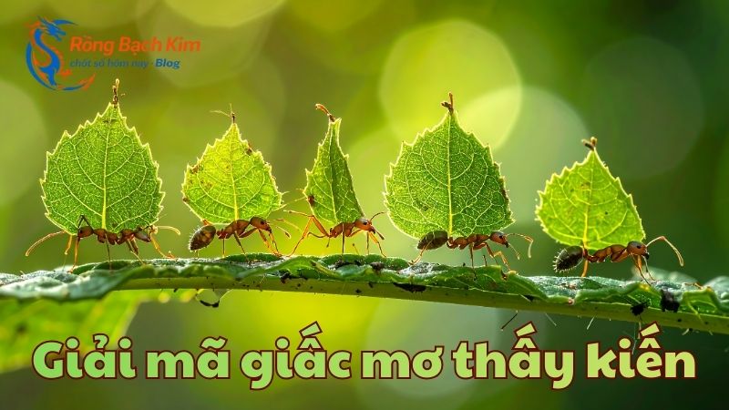 mơ thấy kiến