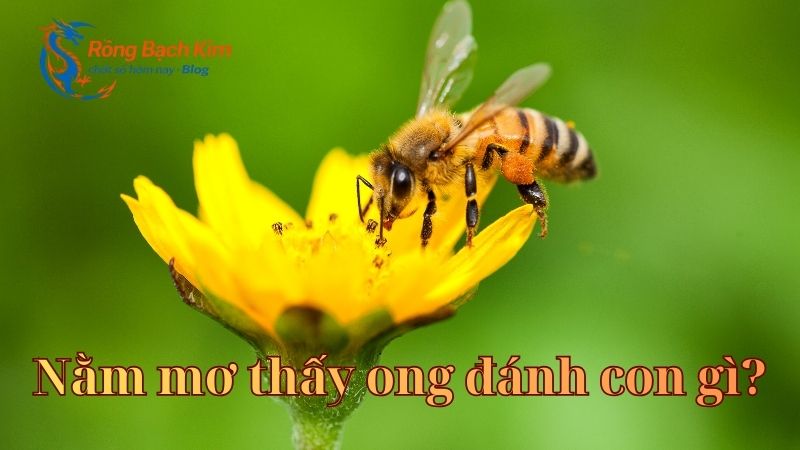 mơ thấy ong