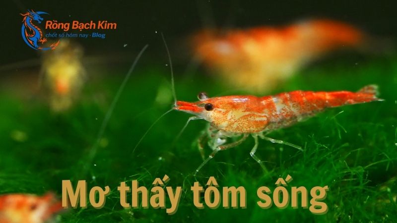 mơ thấy tôm