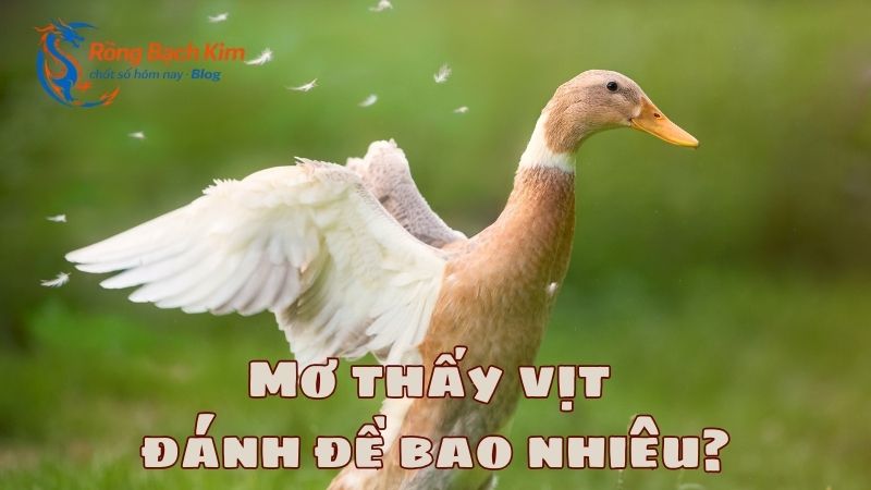 mơ thấy vịt