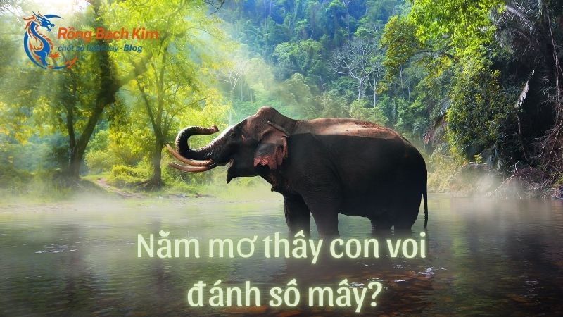 mơ thấy voi