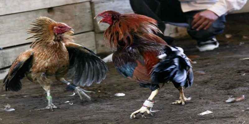 tong quan ve hitclub trong nam nay