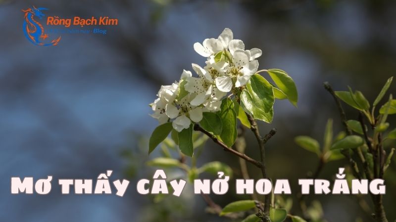 Mơ thấy Cây nở hoa