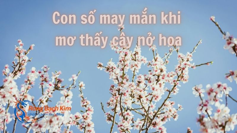 Mơ thấy Cây nở hoa