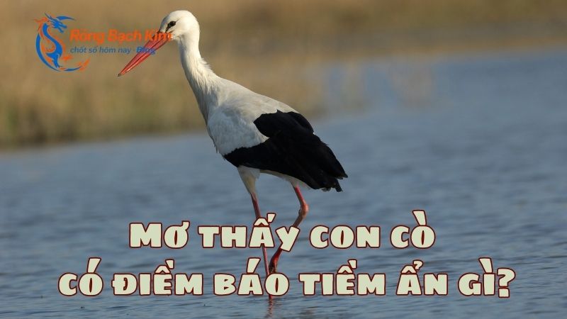 mơ thấy con cò