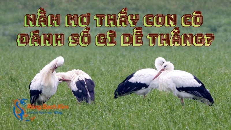 mơ thấy con cò