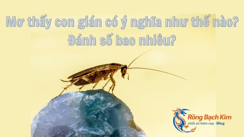 Mơ thấy con gián có ý nghĩa như thế nào? Đánh số bao nhiêu? 9 mo thay con gian 1