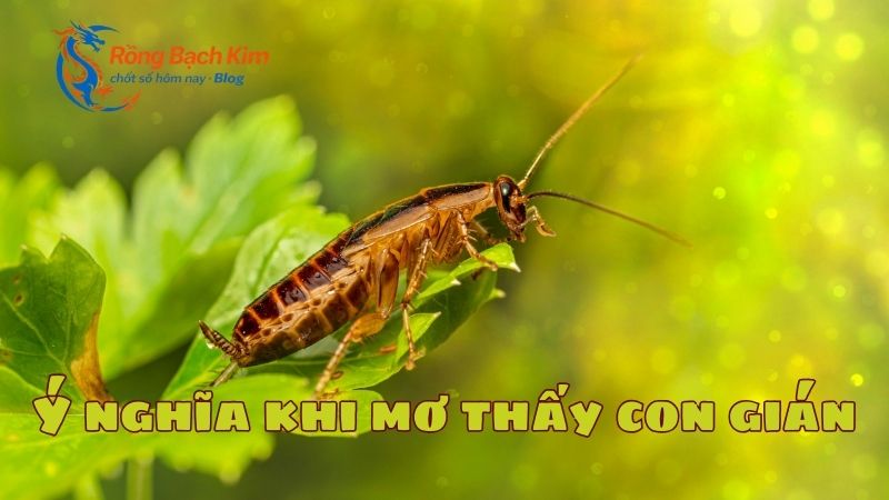 Mơ thấy con gián