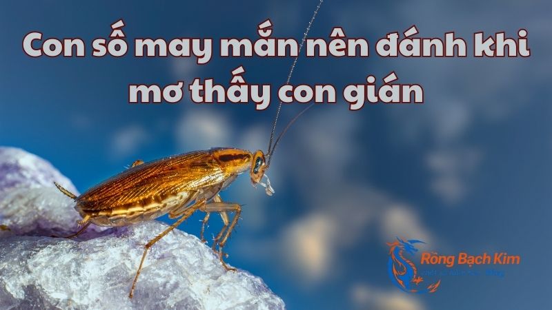 Mơ thấy con gián